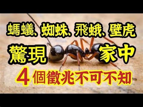 家裡突然出現很多小螞蟻|【滅蟻方法】屋企有蟻？教你2步輕鬆滅蟻＋防蟻方。